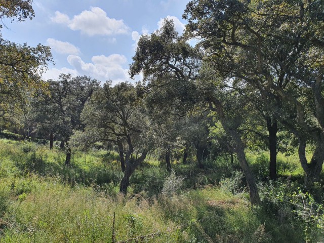 Perceel, Sotogrande Alto, R4103335