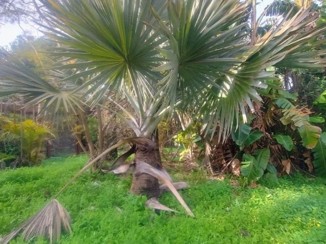  Perceel in Hacienda Las Chapas